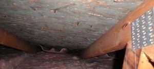 Crawlspace Infested With Mold