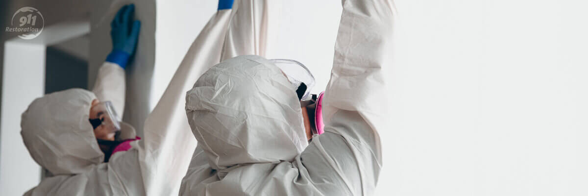 Mold Removal